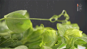 豌豆尖洗凈，切斷備用。