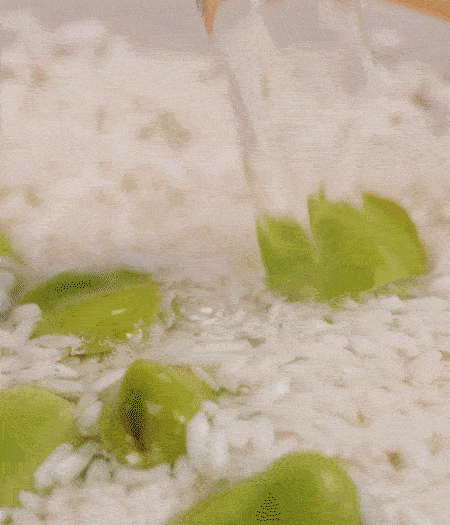 鍋底抹油，將淘洗干凈的大米，加蠶豆、清水，蓋蓋中火煮。